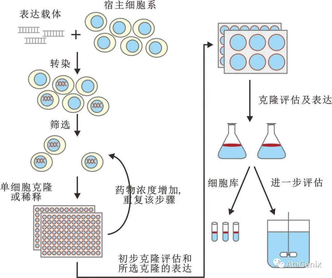 细胞转染之稳定细胞株的构建 - 知乎