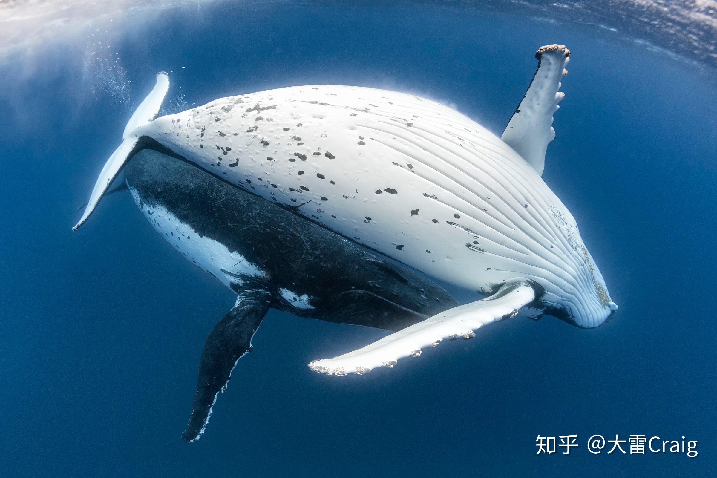 汤加海岸正要拥抱妈妈的小座头鲸 (© Biosphoto/Alamy) @20200807 | NiceBing 必应美图 - 精彩世界,一触即发