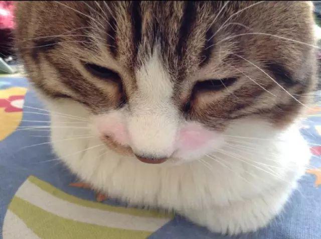 给猫脸上画腮红堪比去韩整了容
