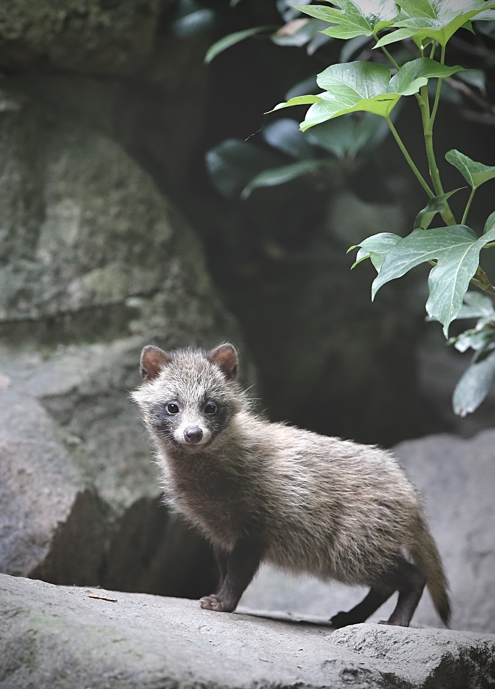 我們離野生動物有多遠從住進上海的貉說起創變者客廳