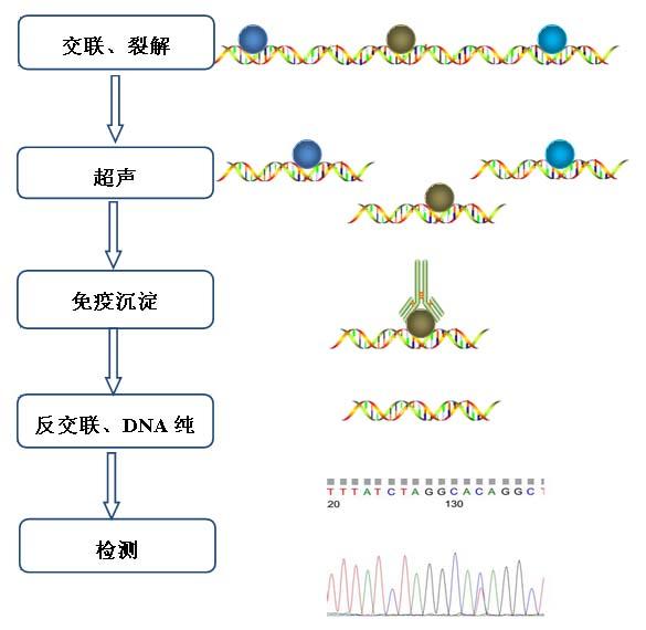 做实验 Chip实验技术进阶篇 大神带你飞 知乎