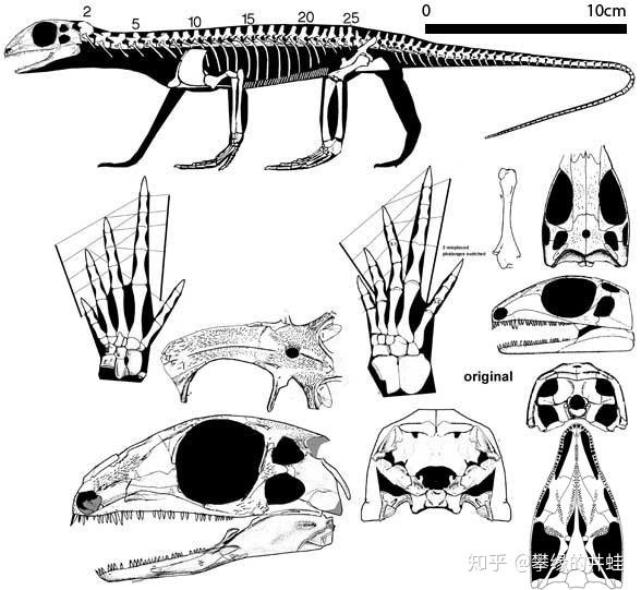 "爬行动物":蜥蜴和蛇,鳄鱼,龟鳖,恐龙,翼龙,海洋爬行类,还有鸟类,全都