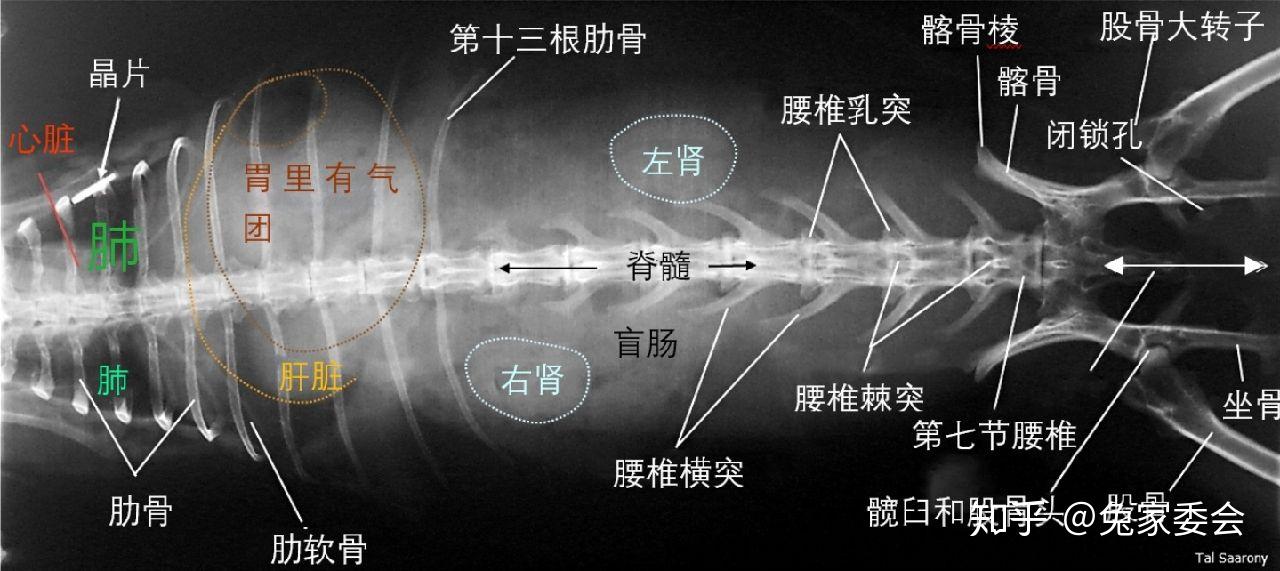 翻译健康兔子的胸部和腹部的x光图