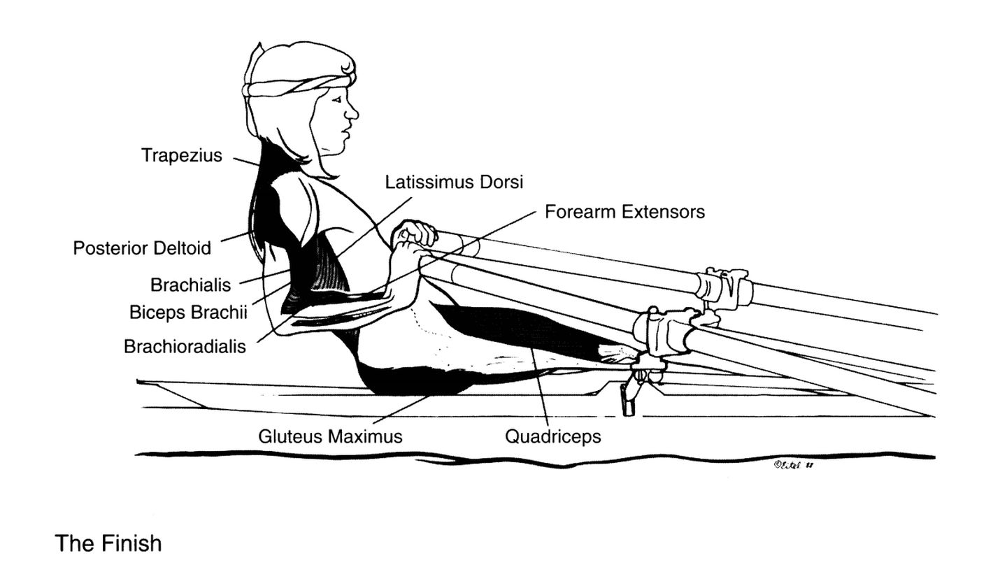 划船机锻炼哪部分肌肉图片