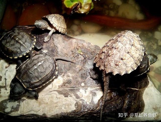 剃刀龟,麝香龟的一种,近几年广受欢迎的宠物龟之一,如何才能养好剃刀龟? - 知乎