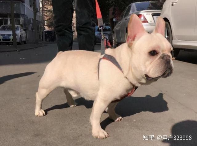 法国斗牛犬的价格为什么一直这么贵?听听宠物店老板是怎么说的