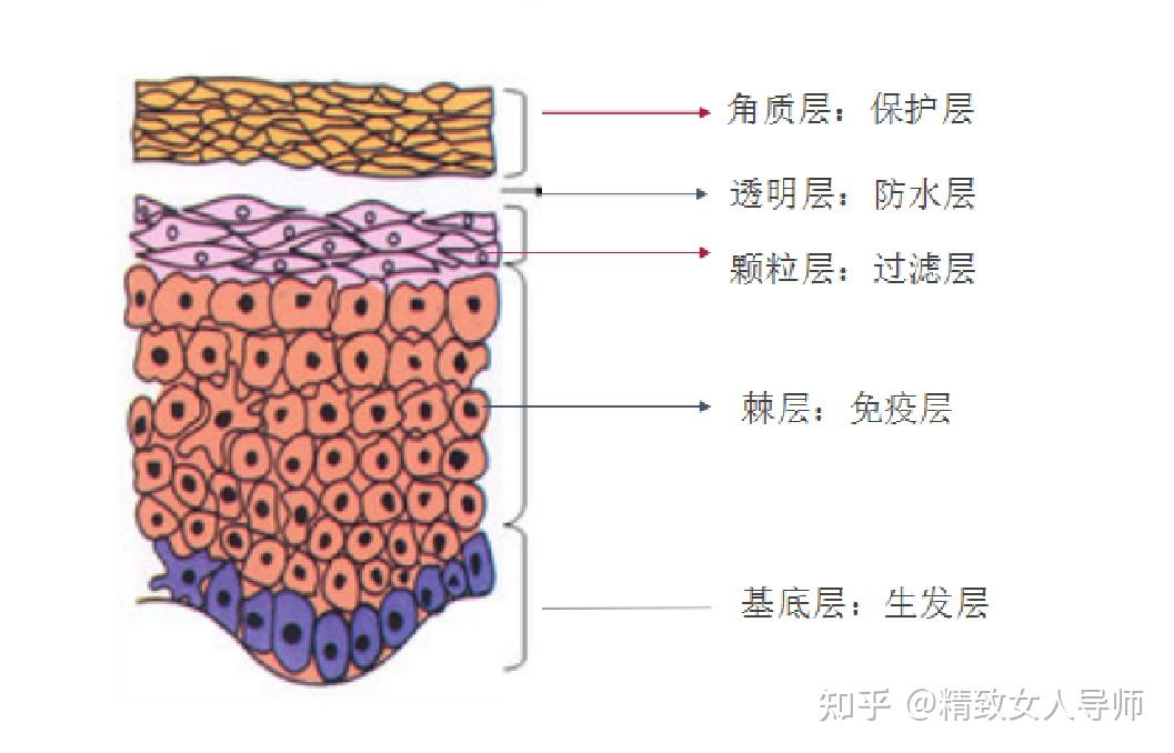 皮肤的三层结构图图片