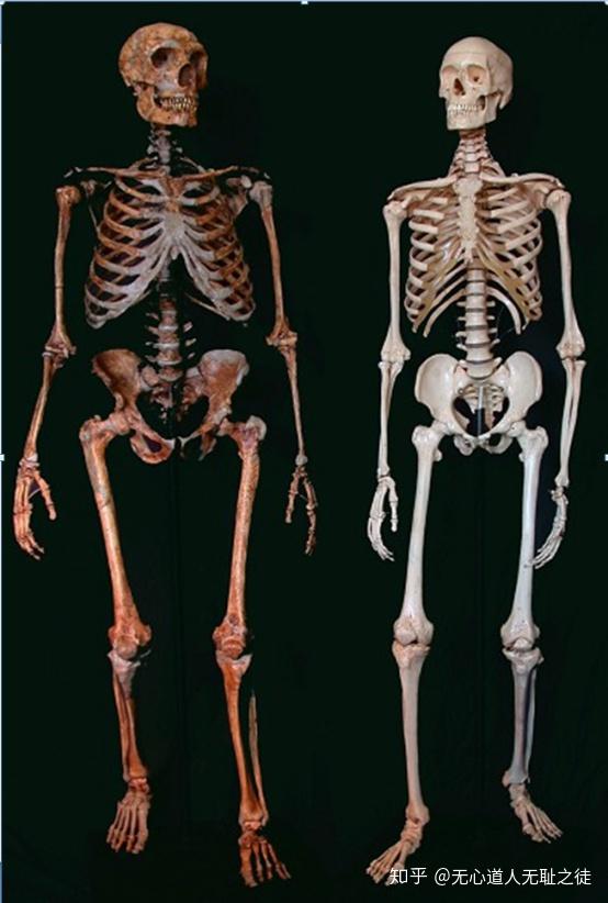 田园洞人不是当今亚洲人直系祖先而是表亲父系yc1a2