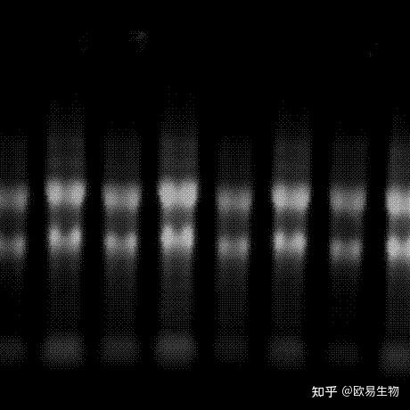高颜值RNA琼脂糖电泳图是如何产生的? - 知乎