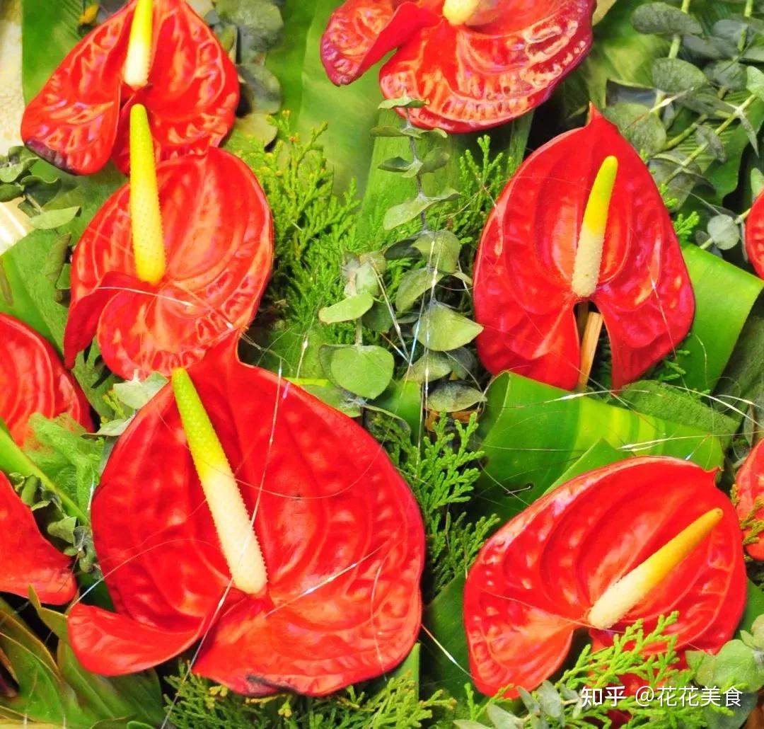 红色花卉名称及图片图片
