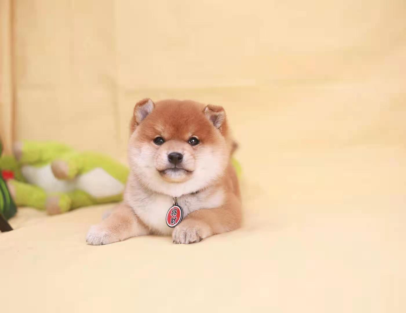 柴犬一共有多少种？价格都不一样吗？ - 知乎