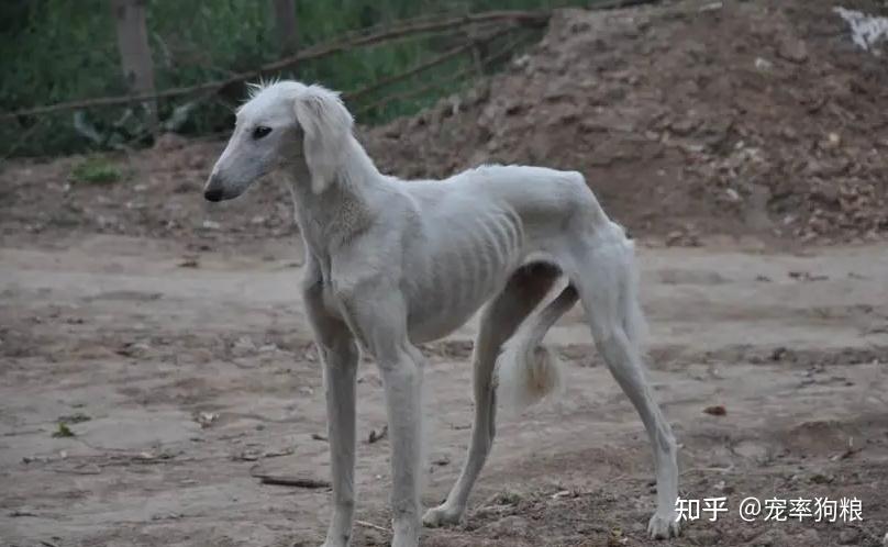 为何很少看到有人养“细犬”,这些原因太现实了! - 知乎