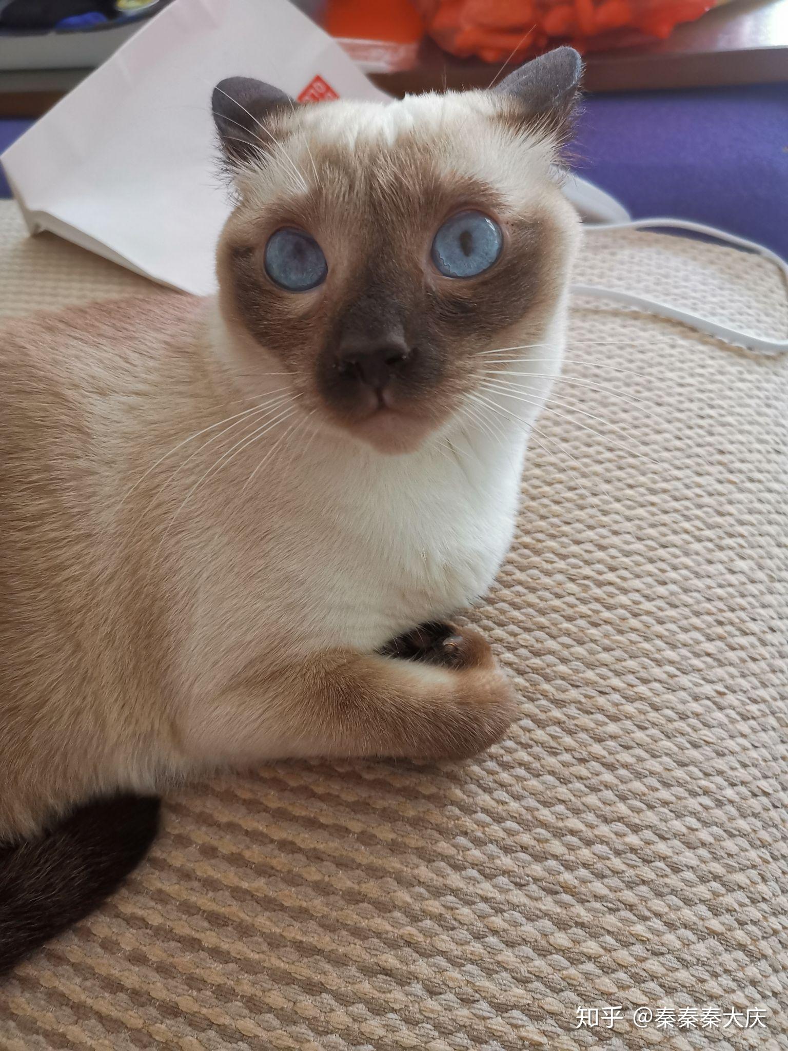 想看看长大后的巧克力色暹罗猫