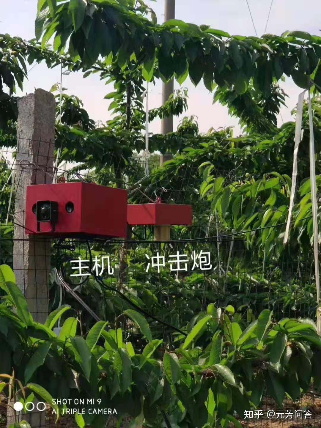 苹果园驱鸟方法有那些?