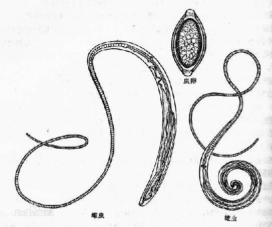 鞭虫结构图图片