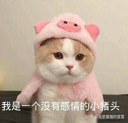 怎么追双子座女生正确呢 v2-fd46b239aca81c9b28f274af7ec5c9d5_r.jpg