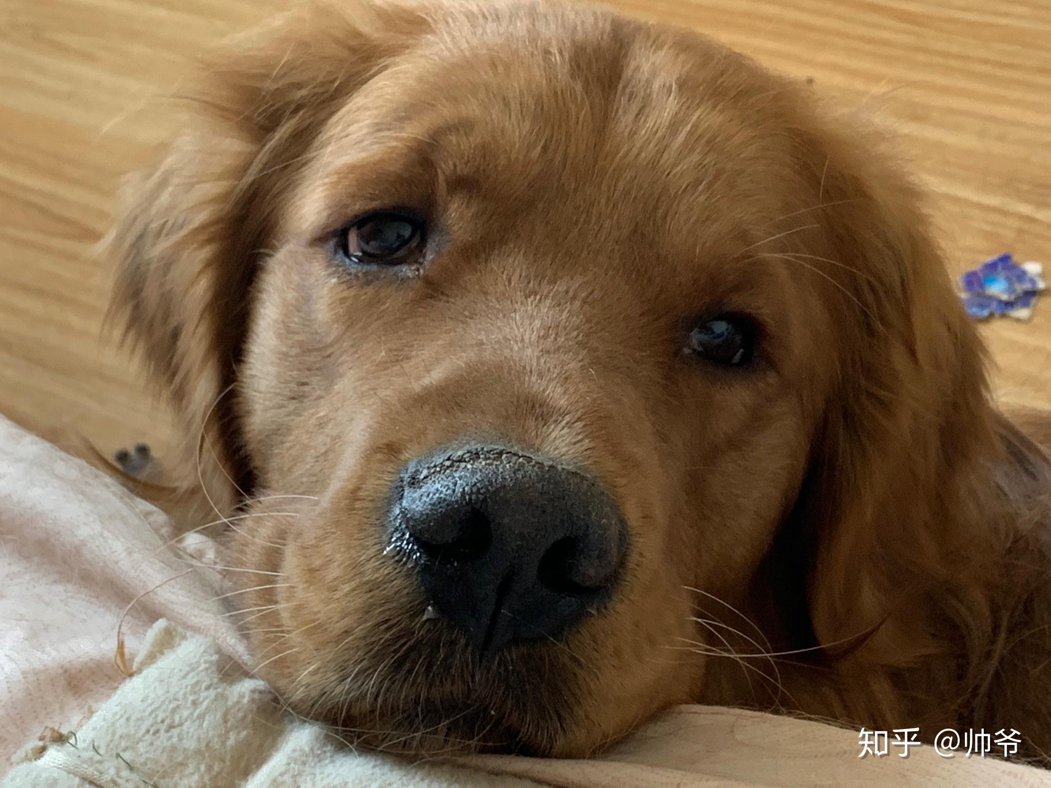 如何惹一只金毛生气