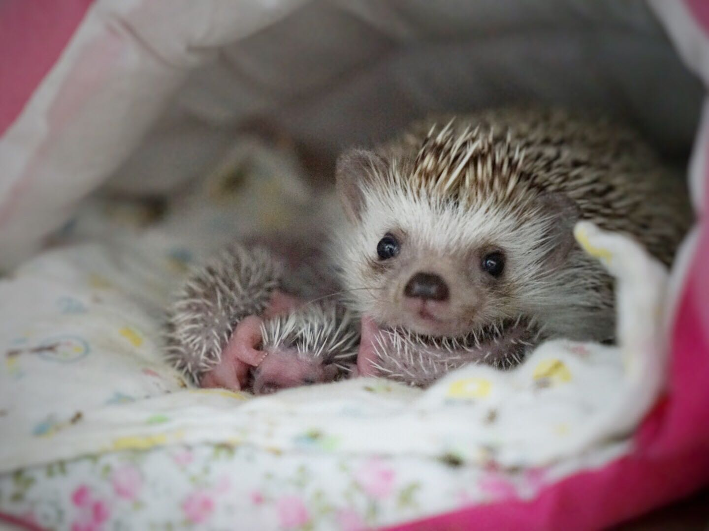 刺猬妈妈生宝宝时会扎到自己吗