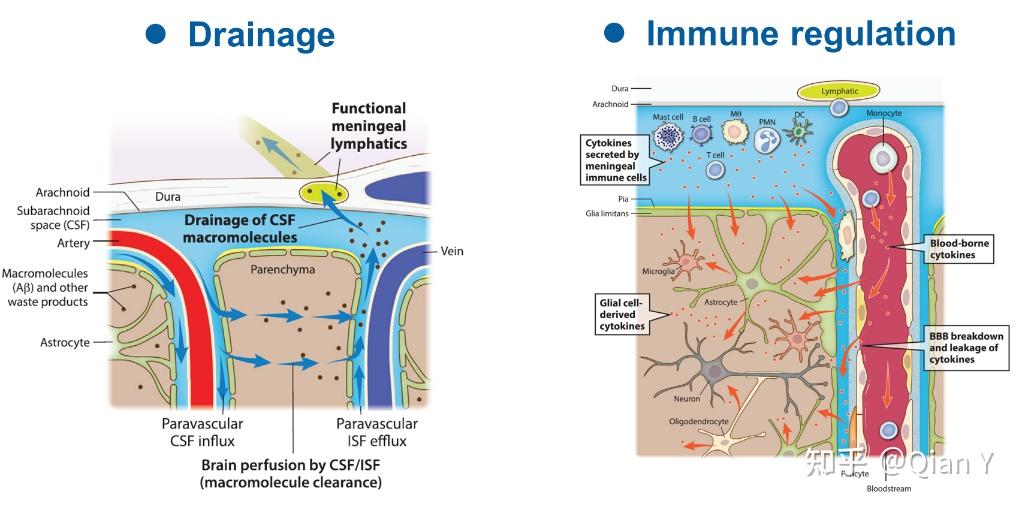大脑淋巴系统 - 知乎