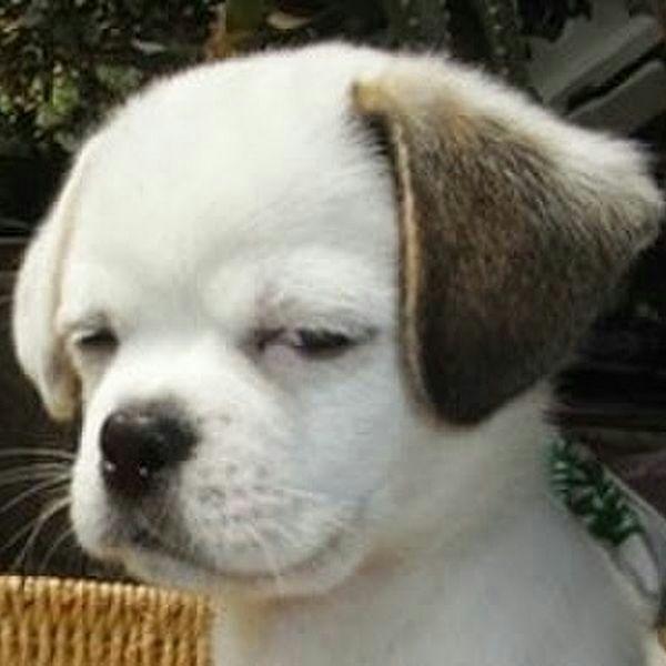 微博怎么涨粉? - 匿名用户的回答