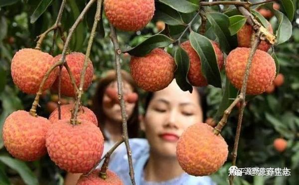 主要品種有妃子笑,桂味,雞嘴荔,黑葉,三月紅,靈山香荔,貴妃紅等.