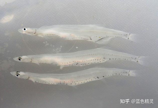 《竹鱼》中描写"银鱼色如银",正如它的名字"银鱼",它体柔软无鳞,活体