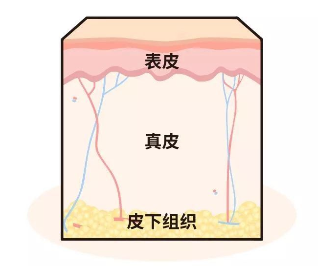 浅谈人工皮肤简史 - 知乎