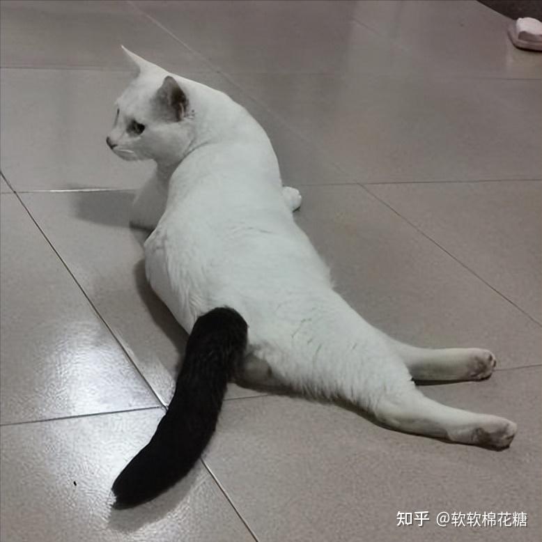 金簪插银瓶猫图片