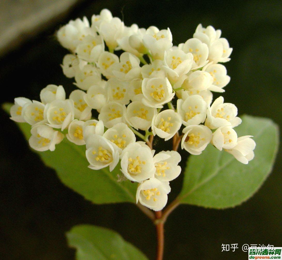 中国传统草药照片摄影图片_ID:301780669-Veer图库