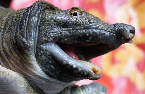 你身边有哪些让你笑到窒息的事?