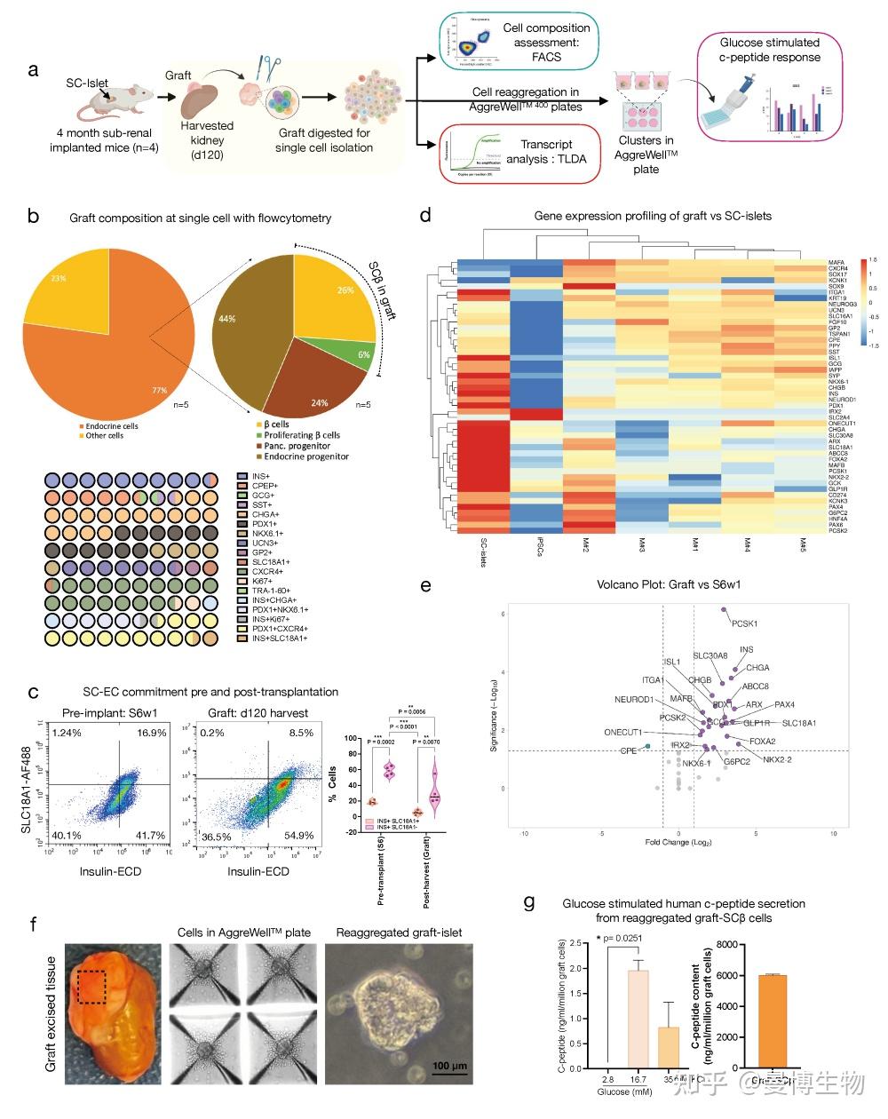 iPSC衍生胰岛全流程3D悬浮分化，助力糖尿病治疗规模化应用 - 知乎