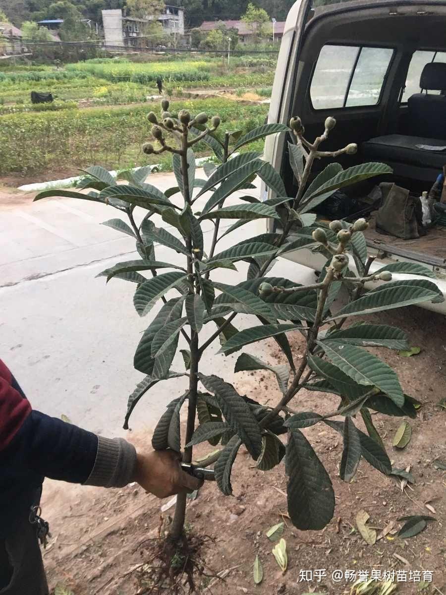 我家葡萄樹和柿子樹發芽了您家有什麼果樹發芽了呢