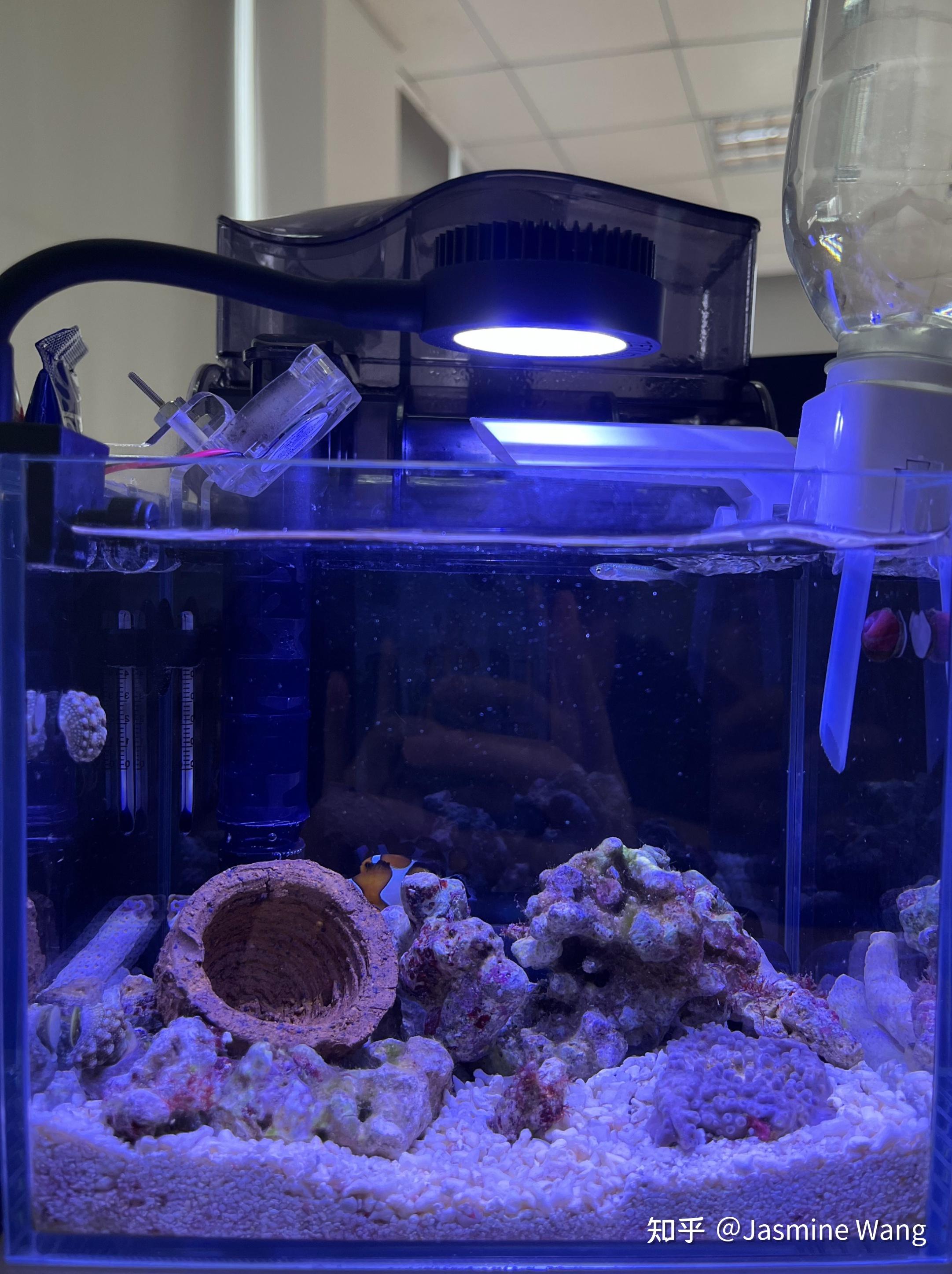 给自己的迷你海缸开缸记录 - 知乎