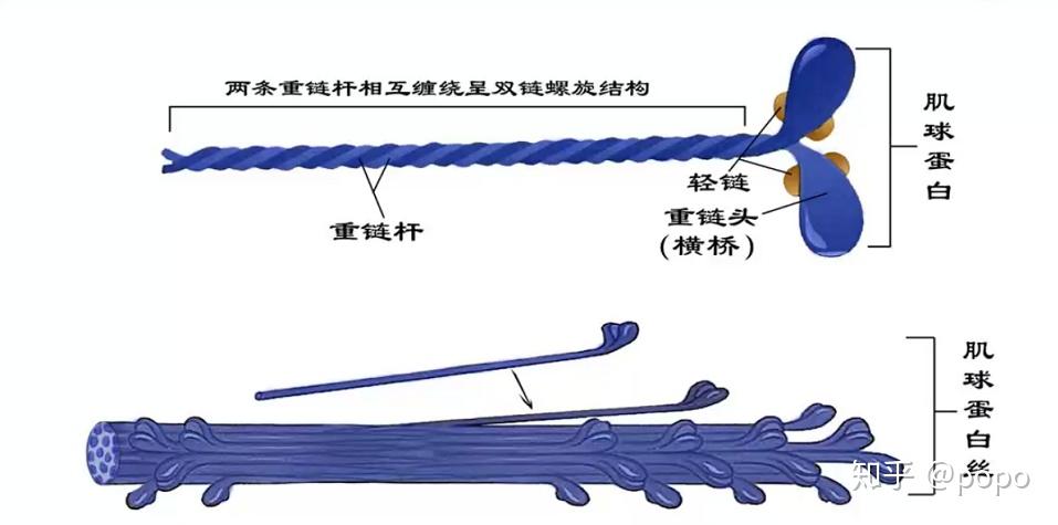 肌肉收缩的微观过程 - 知乎