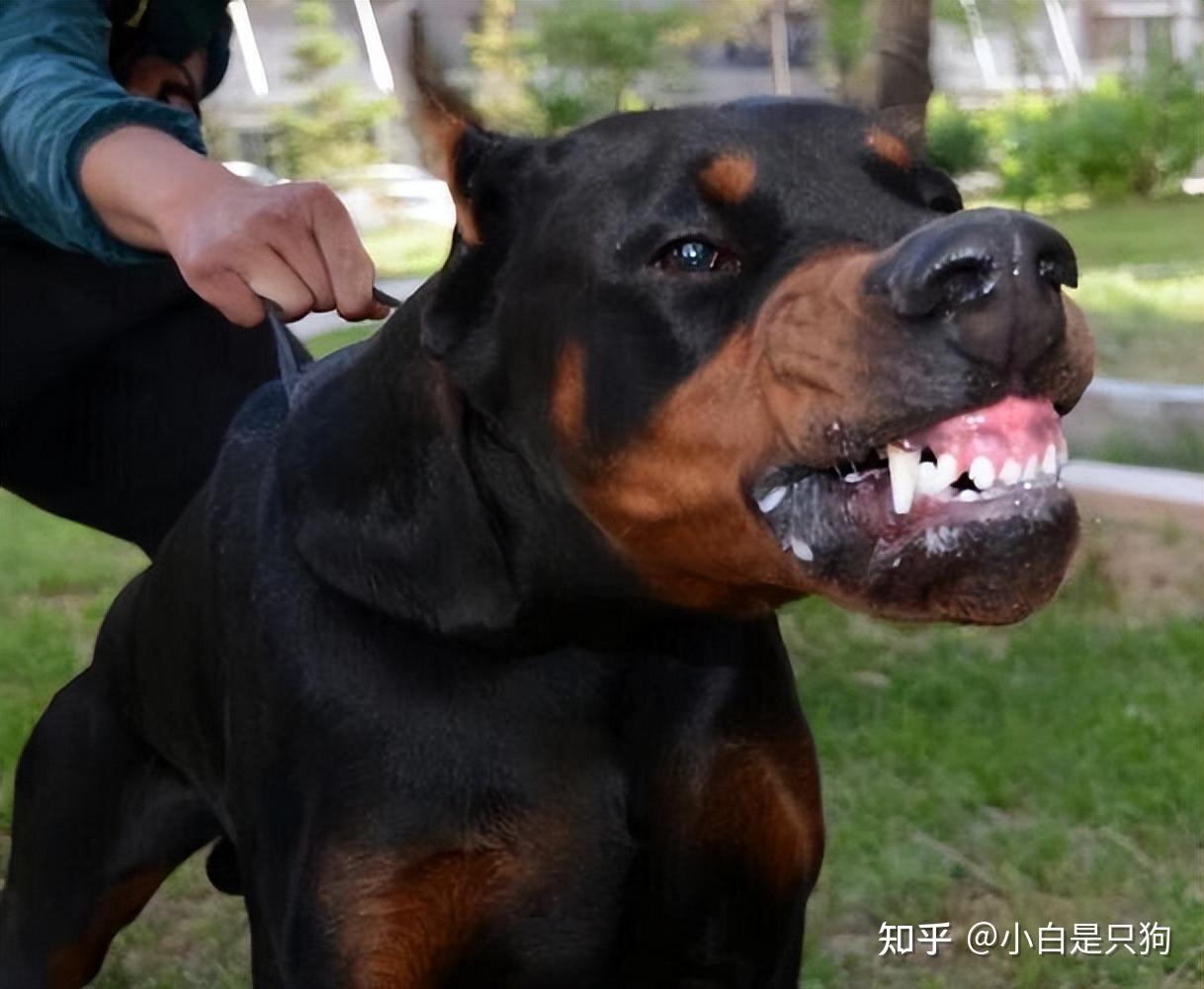 杜宾犬好养吗？看它的优缺点，你就知道了 - 知乎