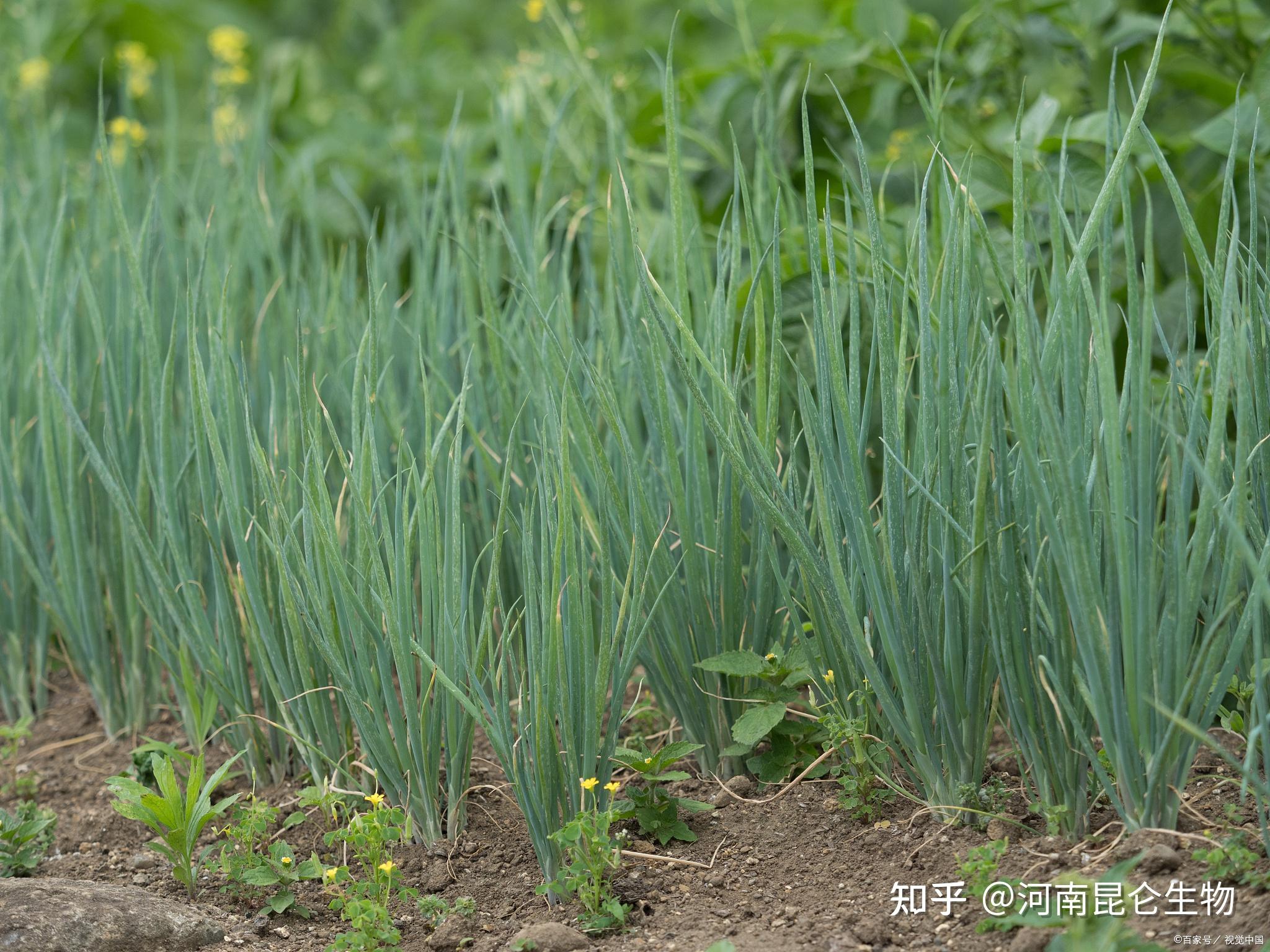 大蔥用哪種肥料促進根系生長大蔥種植什麼時候用肥比較好