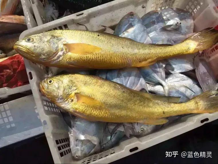 尽带黄金甲——黄花鱼 - 知乎