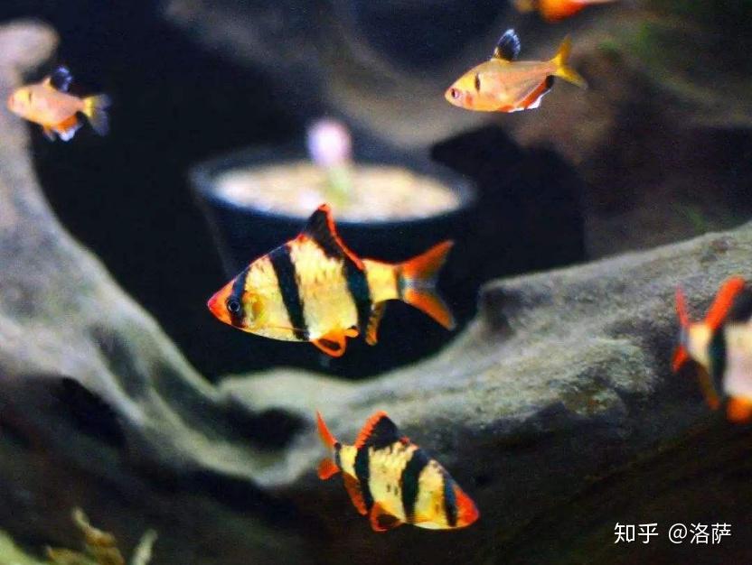 v2-fe06719f4540123c6a75023dfb1bdfed_r.jpg