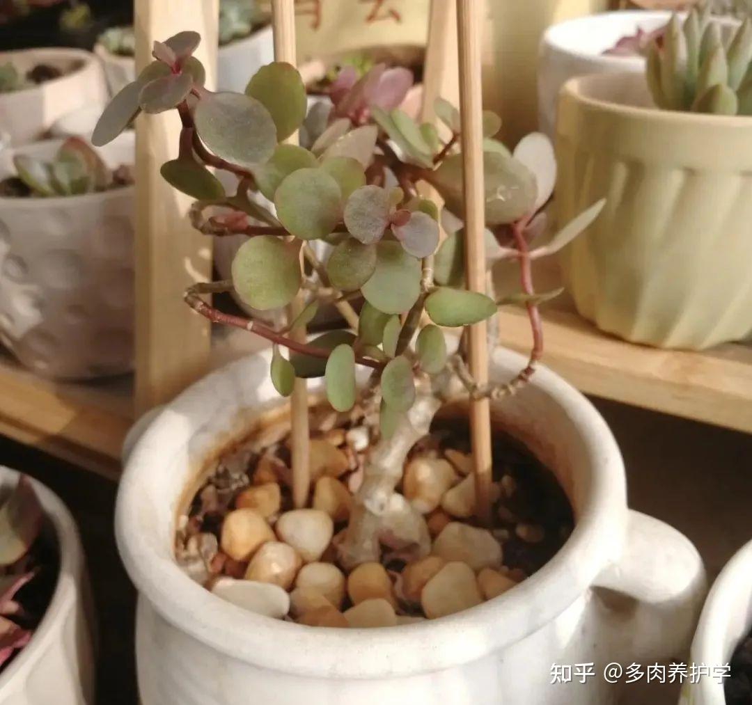 金枝玉叶怎么养？按这七个步骤来，轻松养活 - 知乎