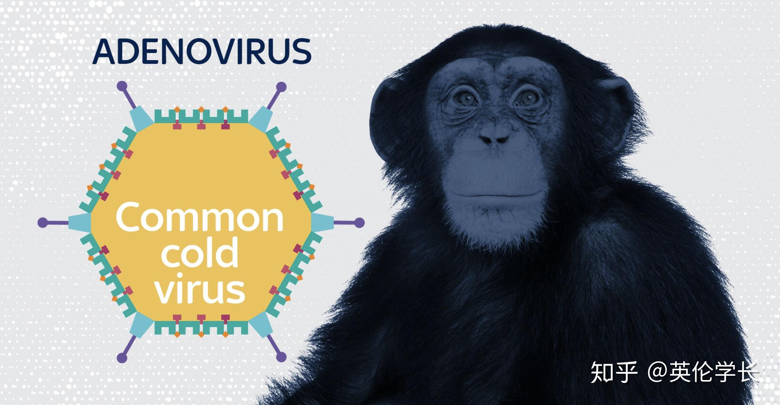 的同事们一直在他们位于牛津郊区的实验室里研究传染给人类的动物病毒