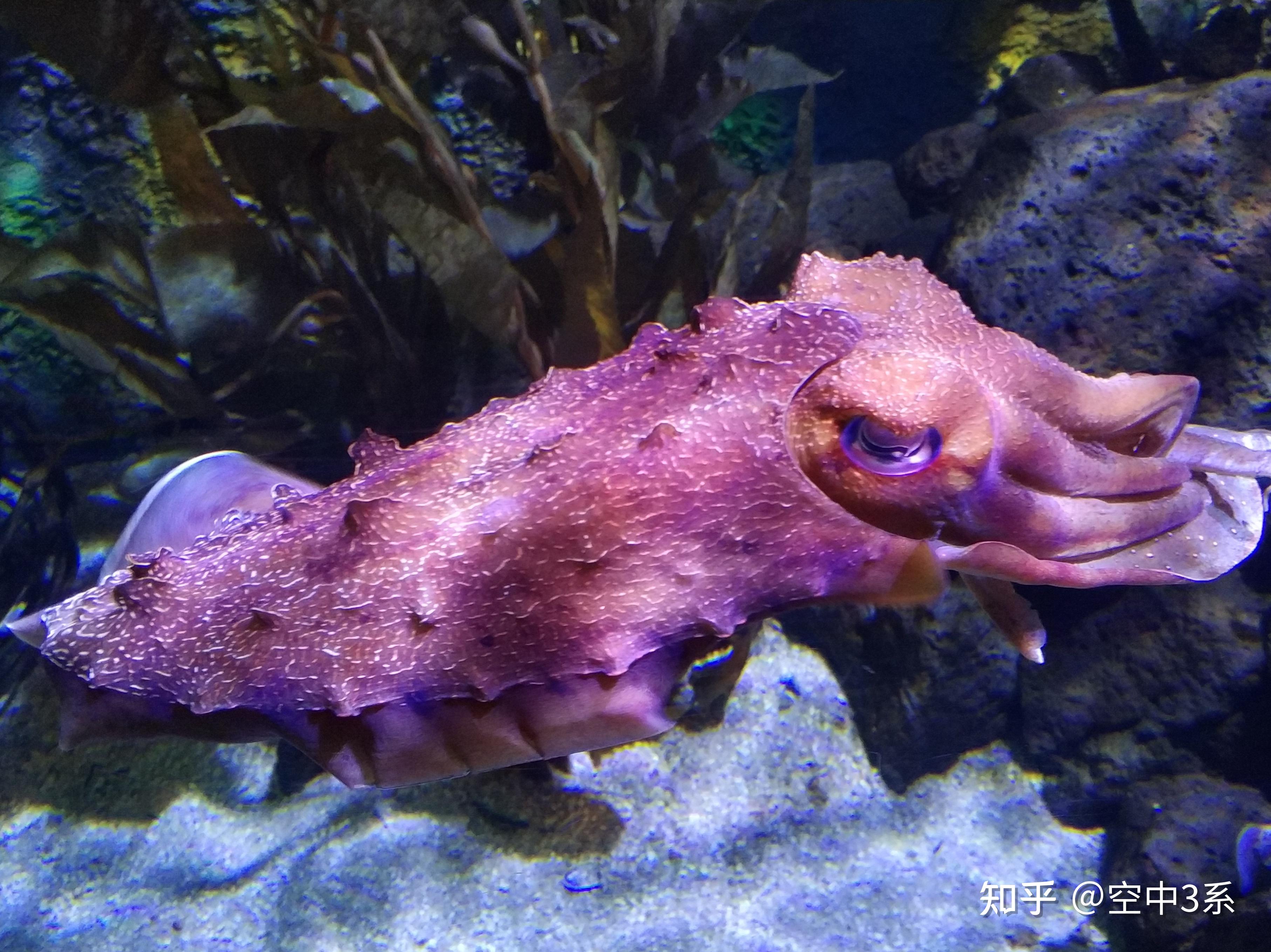 狡猾的乌贼先生企鹅一群害怕吗哈哈哈这个就不用我多说了吧这是