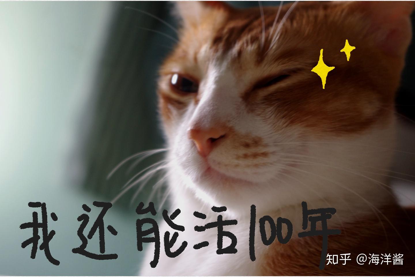 为什么有免费领养猫咪的 v2-fe1a40c5785e3dc867f01f8fcd6d0409_r.jpg