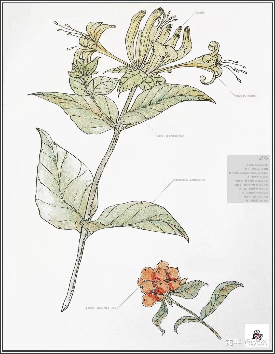 揭秘央美景观大神的手绘本:植物图鉴 - 知乎