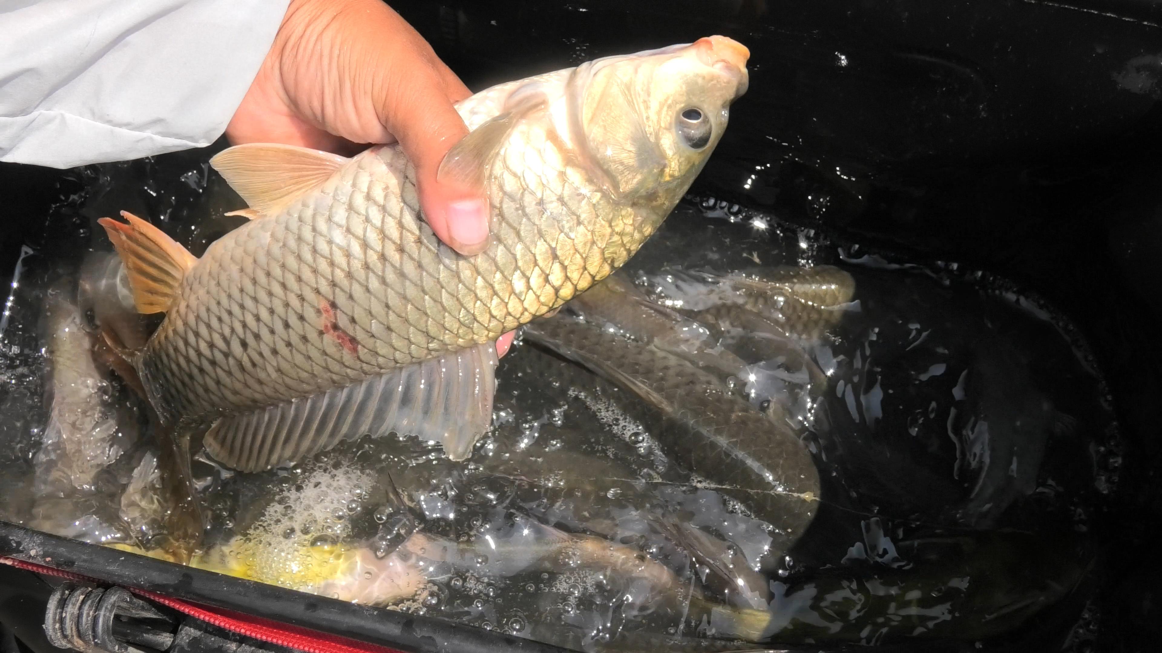 农村小河野钓鲫鱼又遇鲤鱼咬钩几乎每次都能钓到鲤鱼太爽了