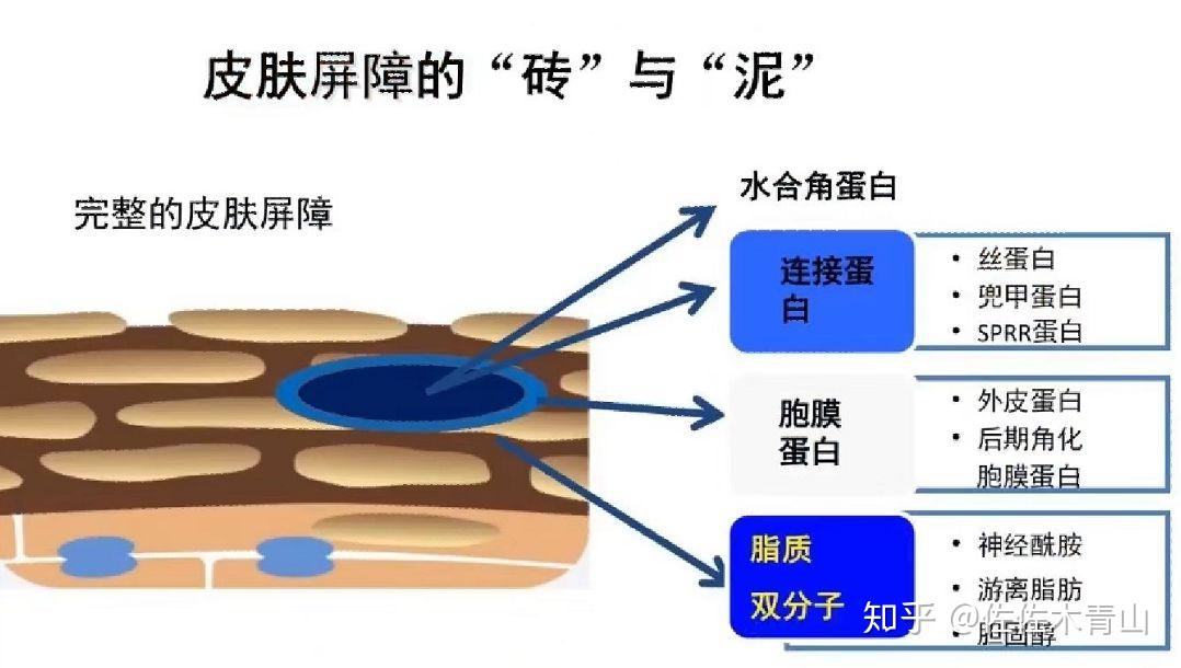 皮肤屏障不是想象的那么简单 - 知乎