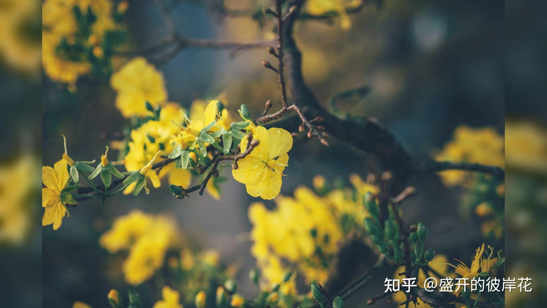 苹果13壁纸小清新图片