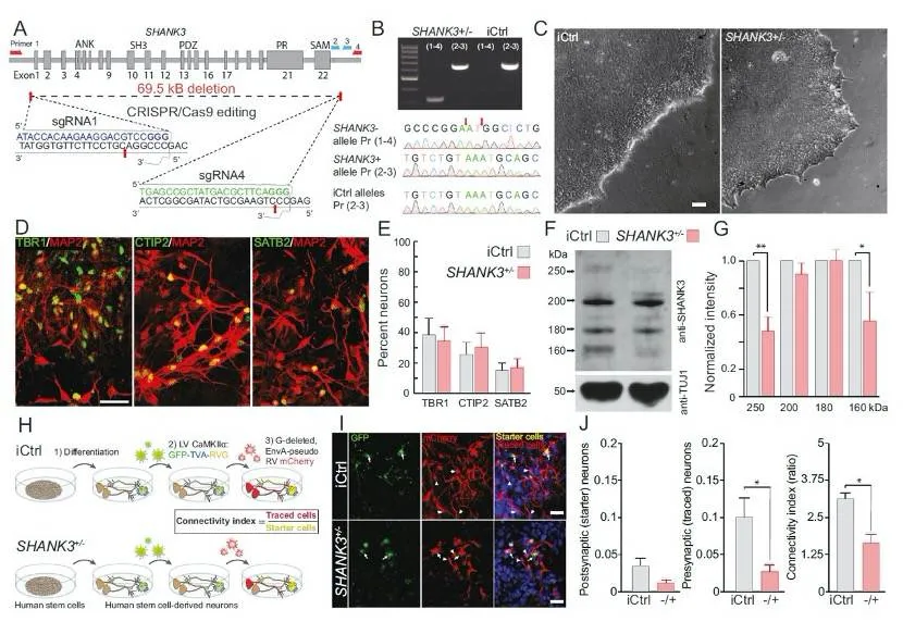 shank3半合子在人皮层神经元中引起的特异性突触和形态缺陷脑科学顶刊