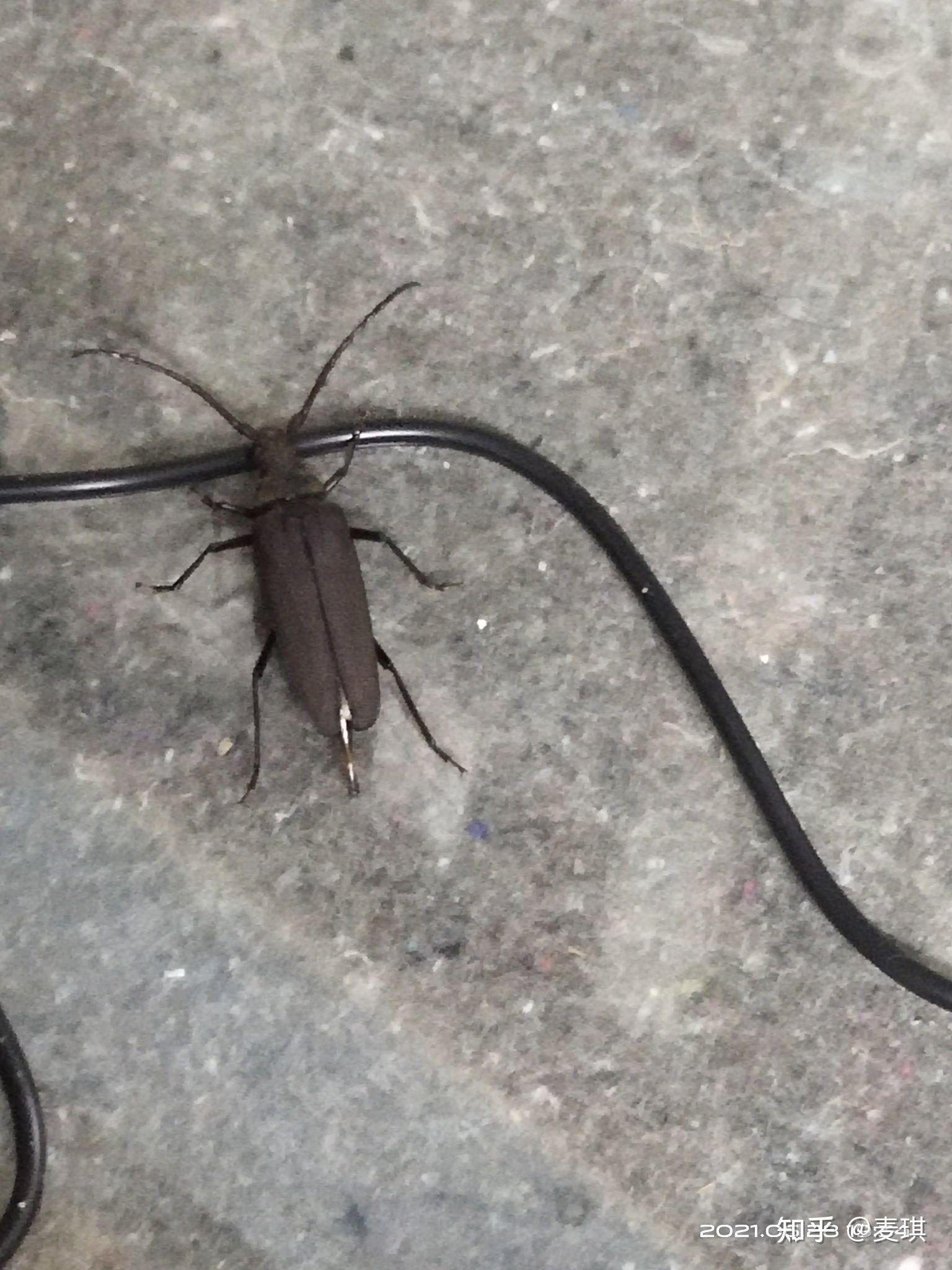 这是什么虫子天牛吗