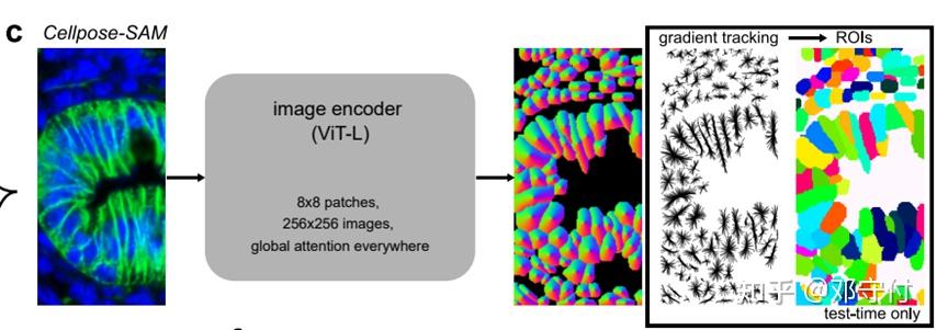 Cellpose-SAM论文自读 - 知乎