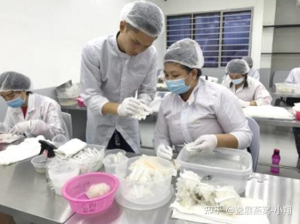 燕窝加工厂的挑毛过程